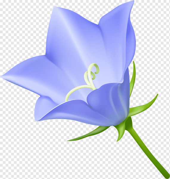 Фиолетовые цветы