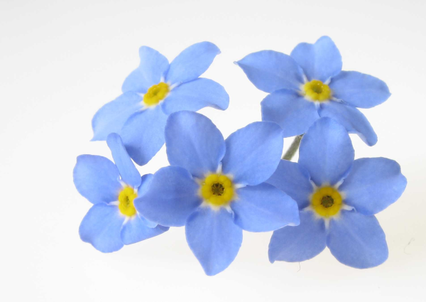 Одинокий цветок в горах