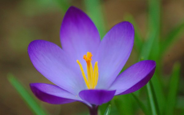 Цветы на прозрачном фоне