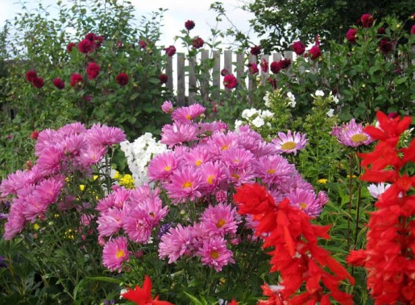 Хризантемы на клумбе с другими цветами