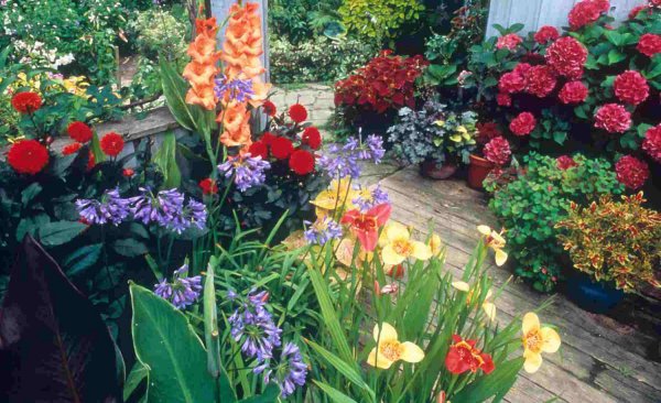 Огородные цветы