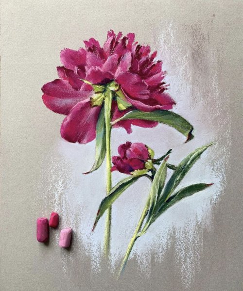 Пионы пастелью Елена таткина