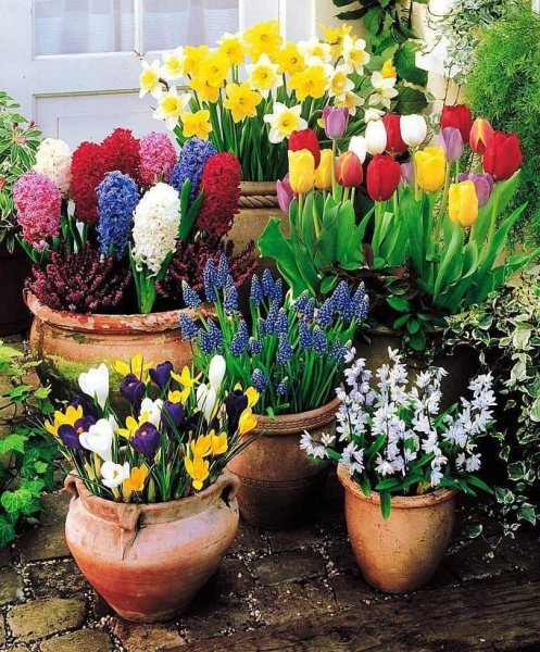 Луковичные клумбы ранюнкулусы анемоны нарциссы Крокус