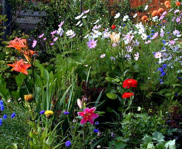 Красивые летние цветы огородные