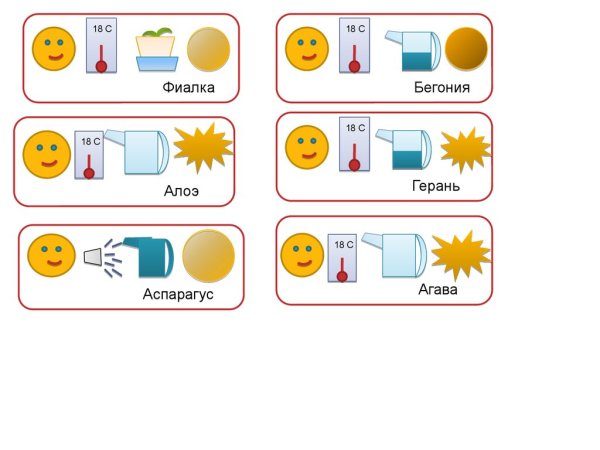 Паспорт комнатных растений в детском саду алоэ