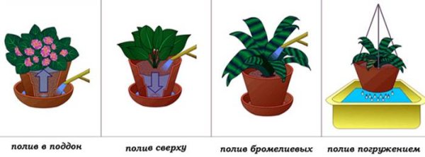 Методы полива комнатных растений