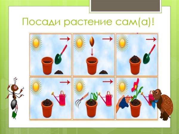 Алгоритм посадки растения для детей