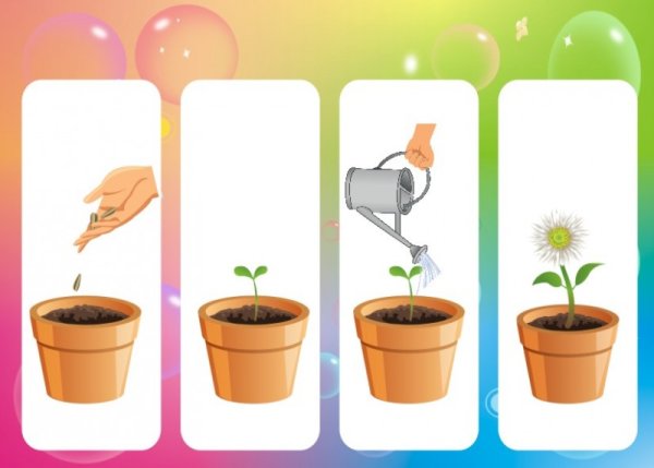 Последовательность роста растений