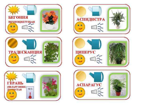 Паспорт комнатных растений традесканция