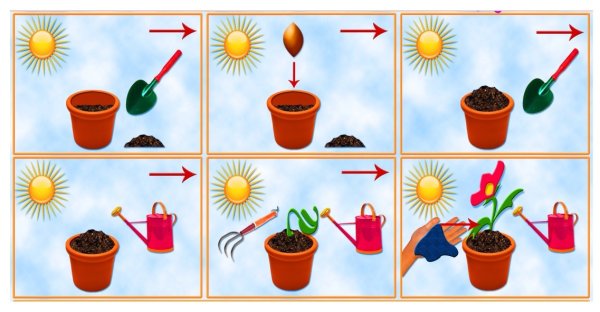 Алгоритм ухода за растениями