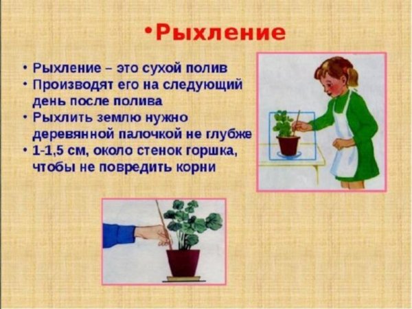 Рыхление комнатных растений