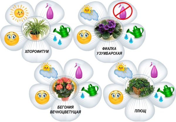 Таблички для комнатных растений в детском саду
