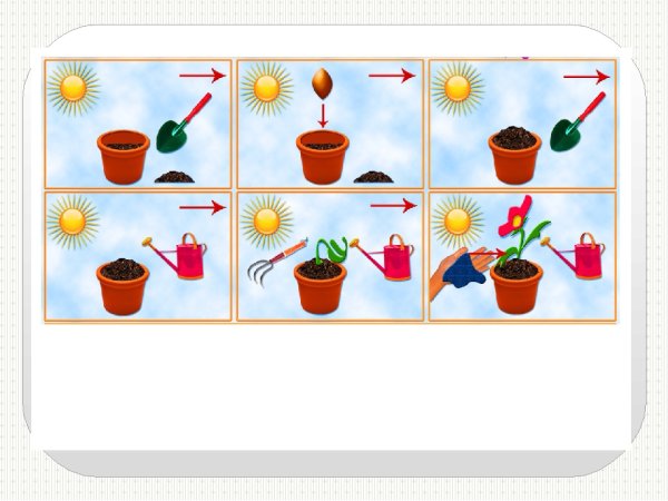 Алгоритм посадки растений для дошкольников