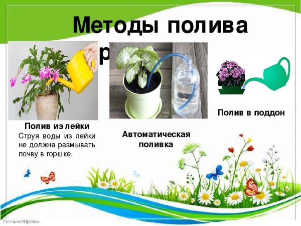 Способы полива комнатных растений