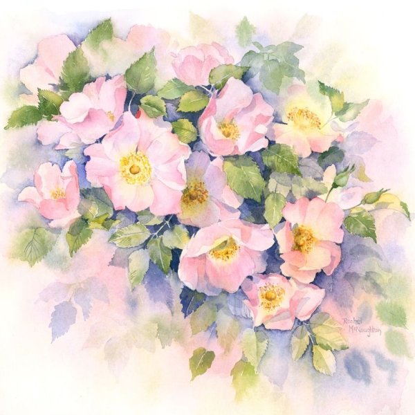 Акварели Рэйчел МАКНОТОН