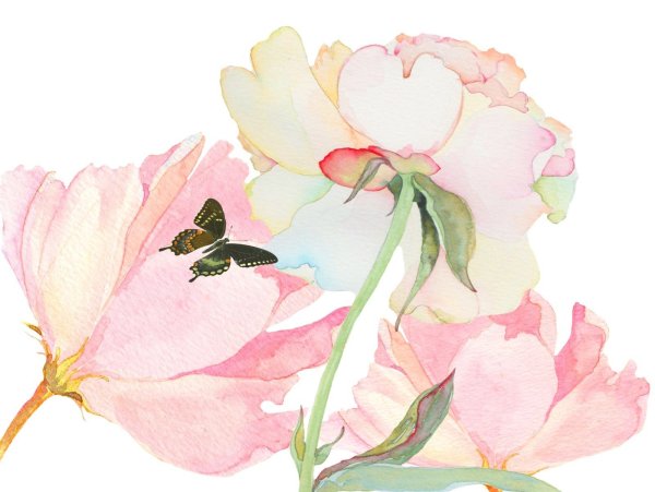 Пудровые цветы акварель