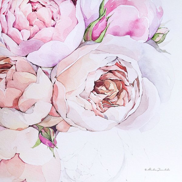 Пудровые пионы акварель