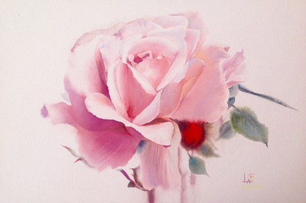 Художник лафе Акварельная роза