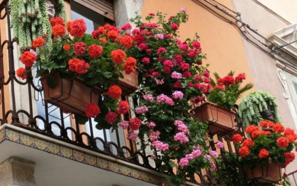 Озеленение балкона