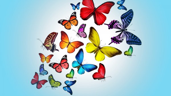 Много разноцветных бабочек