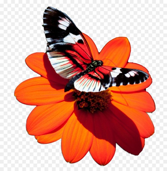 Бабочка на цветке