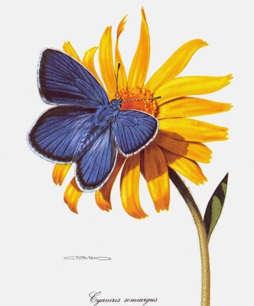 Бабочка на цветке рисунок