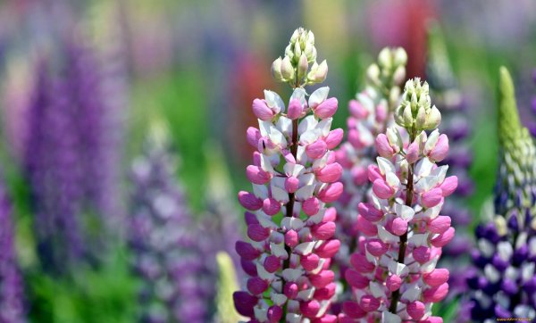 Люпин соцветие кисть