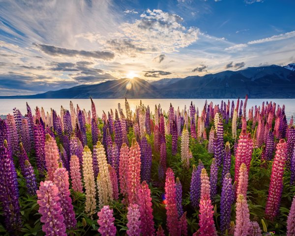 Люпины Ушуайя