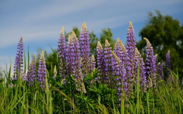 Люпин лиловый