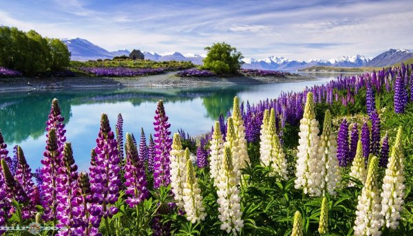 Озеро Текапо в новой Зеландии