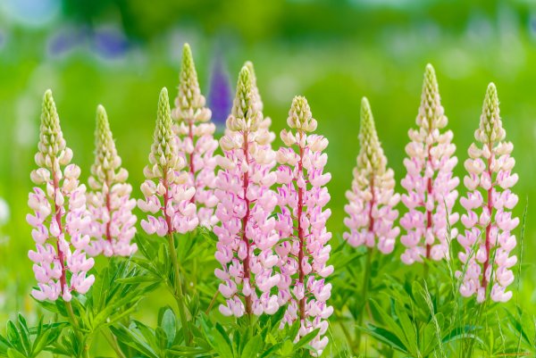 Поле люпинов новая Зеландия