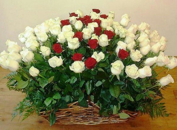 Огромный букет белых роз с днем рождения