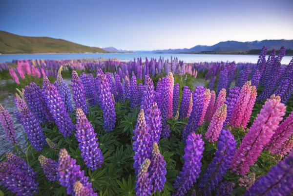 Цветы Люпин поле