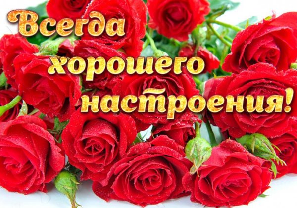 Букет живых роз