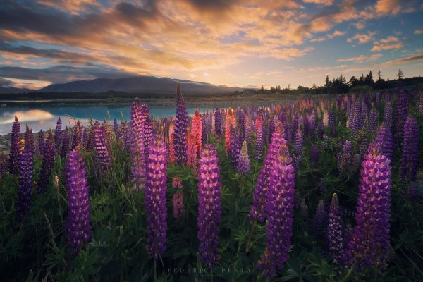 Люпины на озере Текапо новая Зеландия