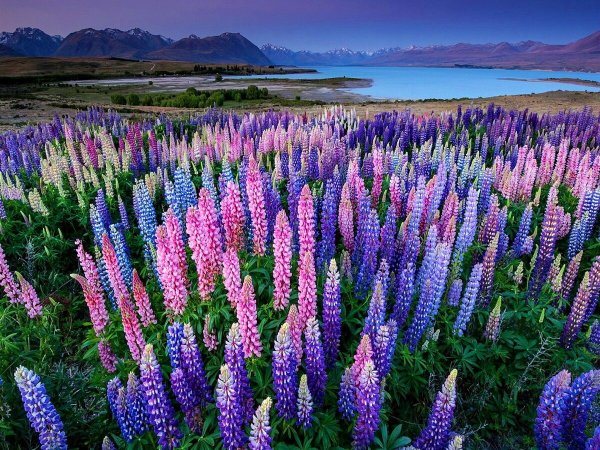 Люпины цветы в лесу