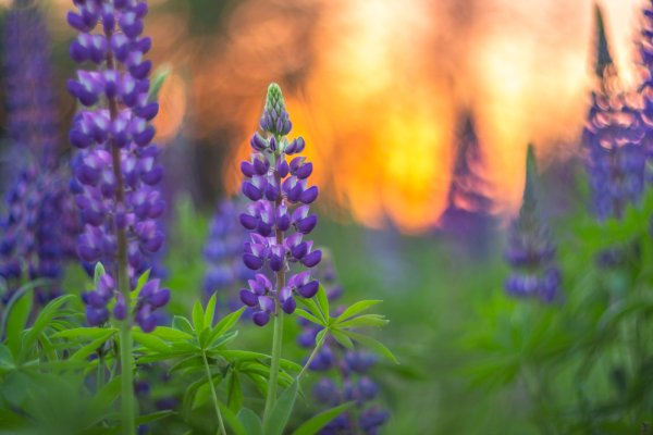 Люпиновое поле в новой Зеландии