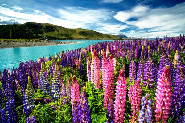 Люпин Лесной