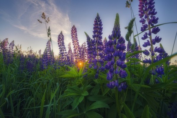 Долина люпинов остров Южный новая Зеландия