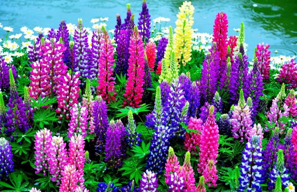 Новая Зеландия люпины