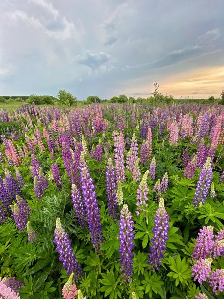 Люпин многолистный минарет