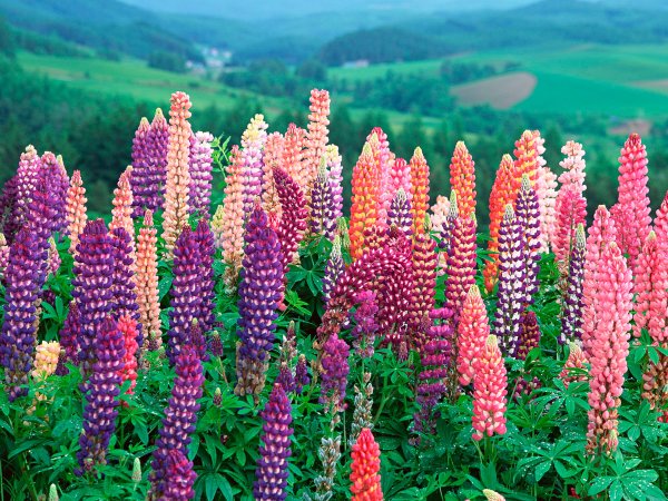 Озеро Текапо (Lake Tekapo)