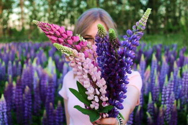 Полевые цветы фиолетовые длинные