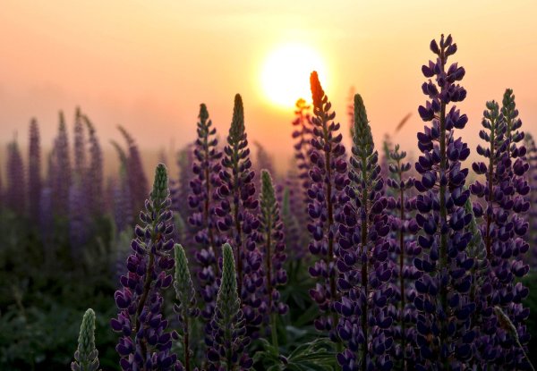 Дикие люпины в Исландии