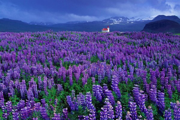 Люпины букет