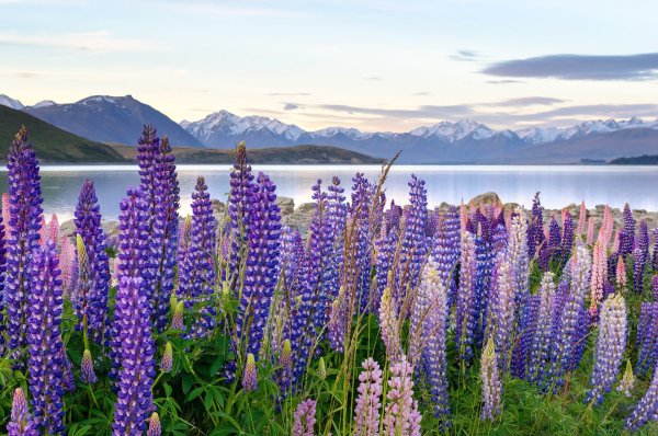 Национальный парк баварский лес люпины