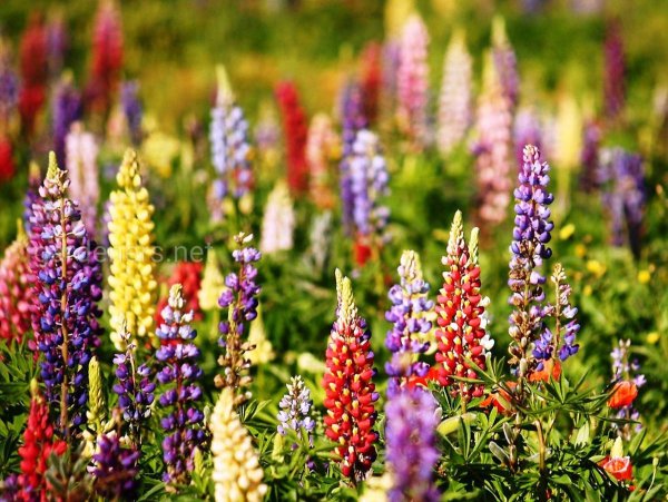 Люпин минарет многолетний