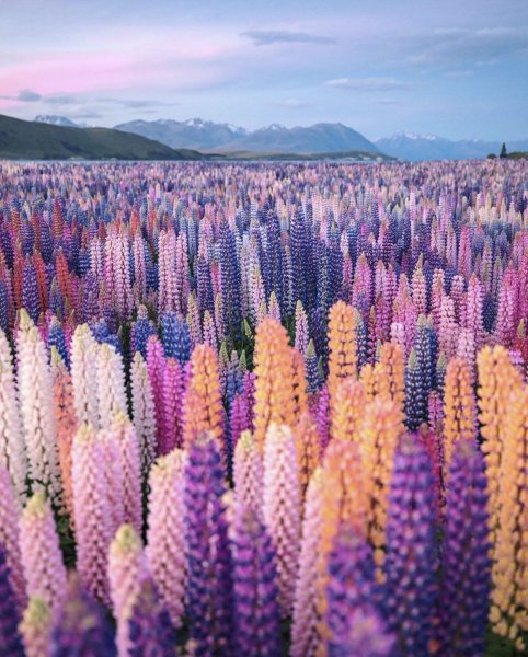 Люпин Арктический