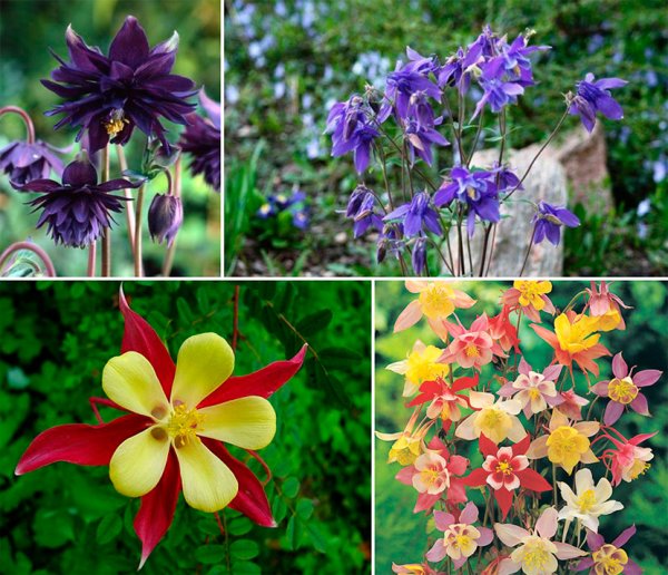 МЕЛКОКЛУБНЕЛУКОВИЧНЫЕ многолетники