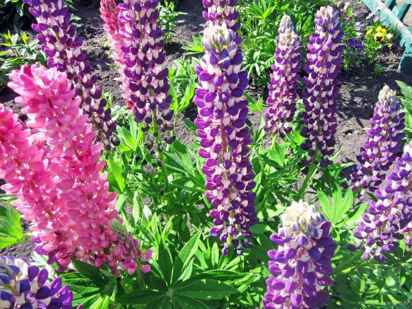 Высокорастущие цветы многолетники